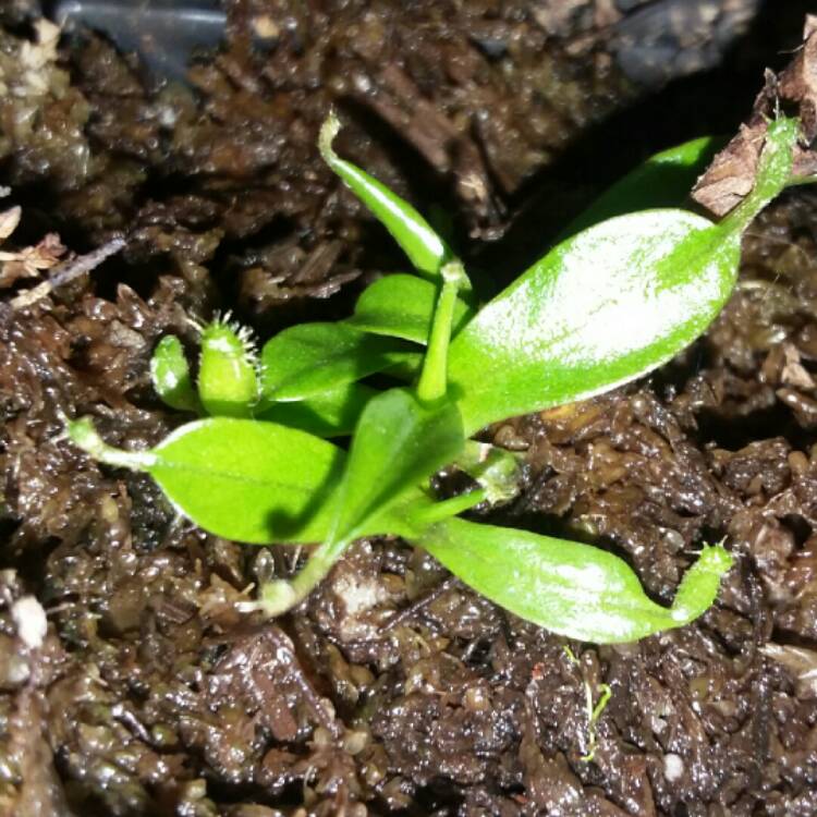 plant image 888407 plant image 888407
