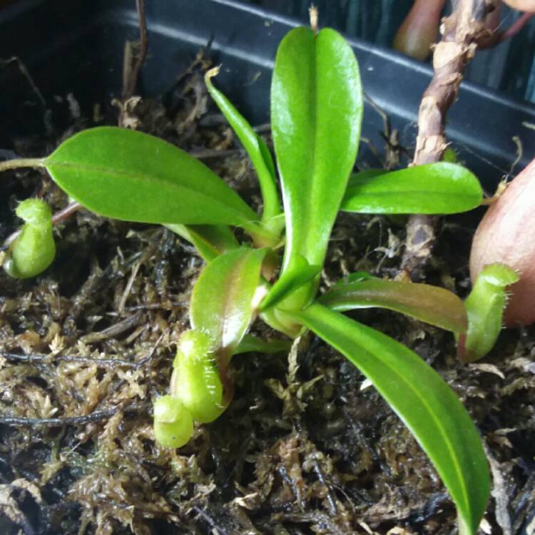 plant image 888413 plant image 888413
