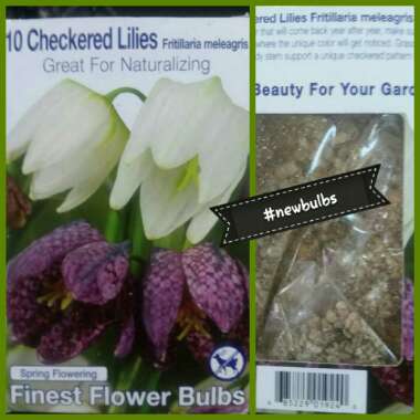 Fritillaria meleagris