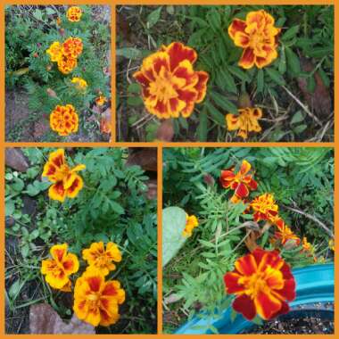 Tagetes patula hybrids