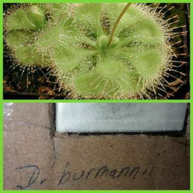 Drosera Burmannii Green
