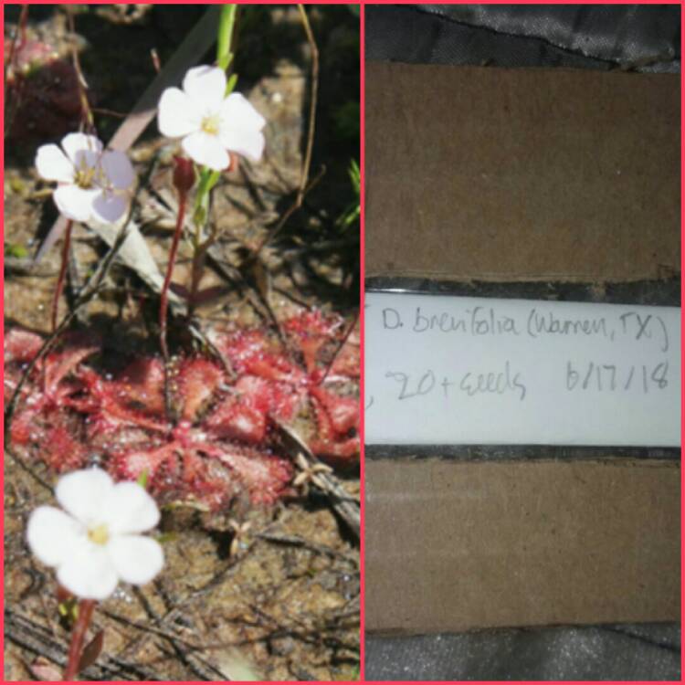 plant image 900377