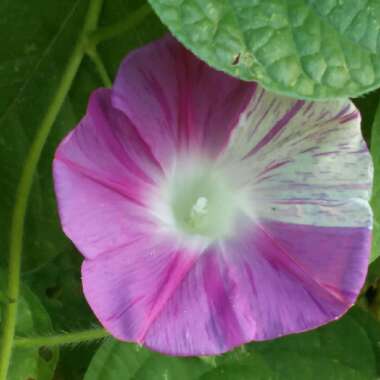 Ipomoea purpurea 'Carnival de Venezia'