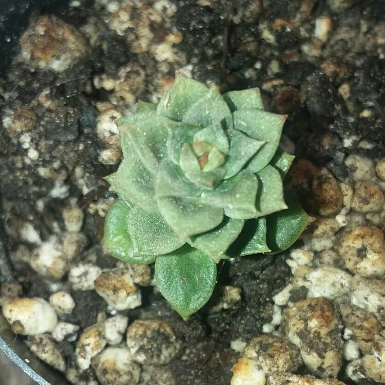 Plant image xSedeveria Letizia