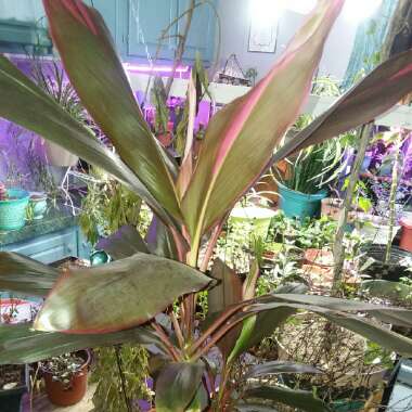 Cordyline fruticosa 'Maria'