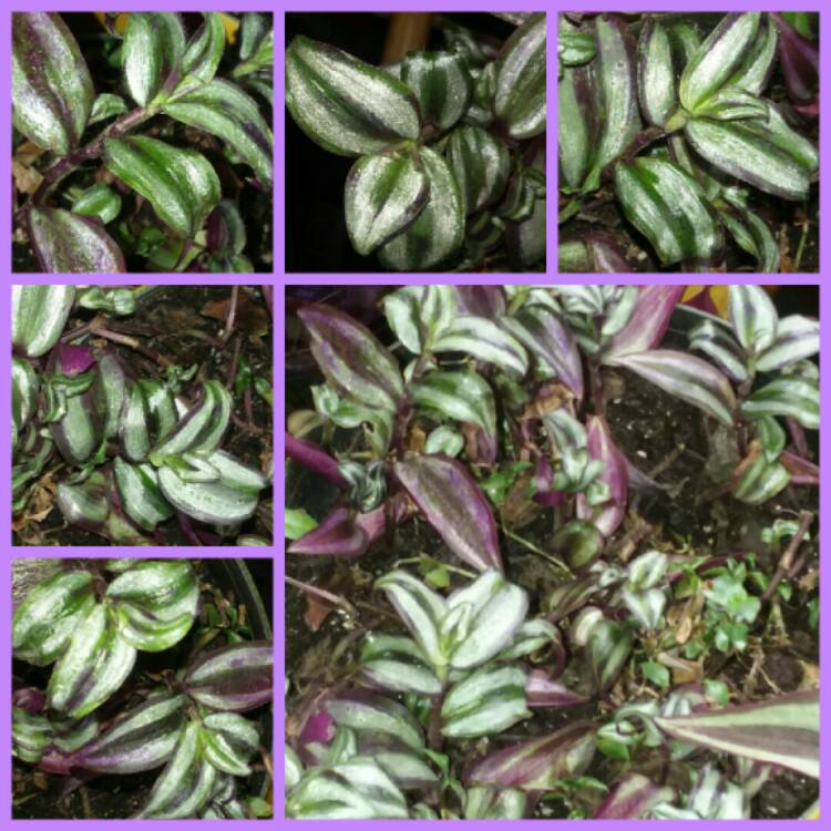 Plant image Tradescantia zebrina  syn. Tradescantia tricolor, Tradescantia zebrina pendula, Tradescantia pendula