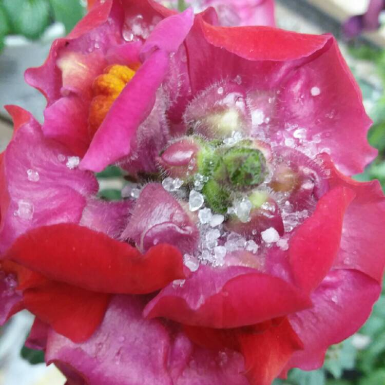 plant image 936451