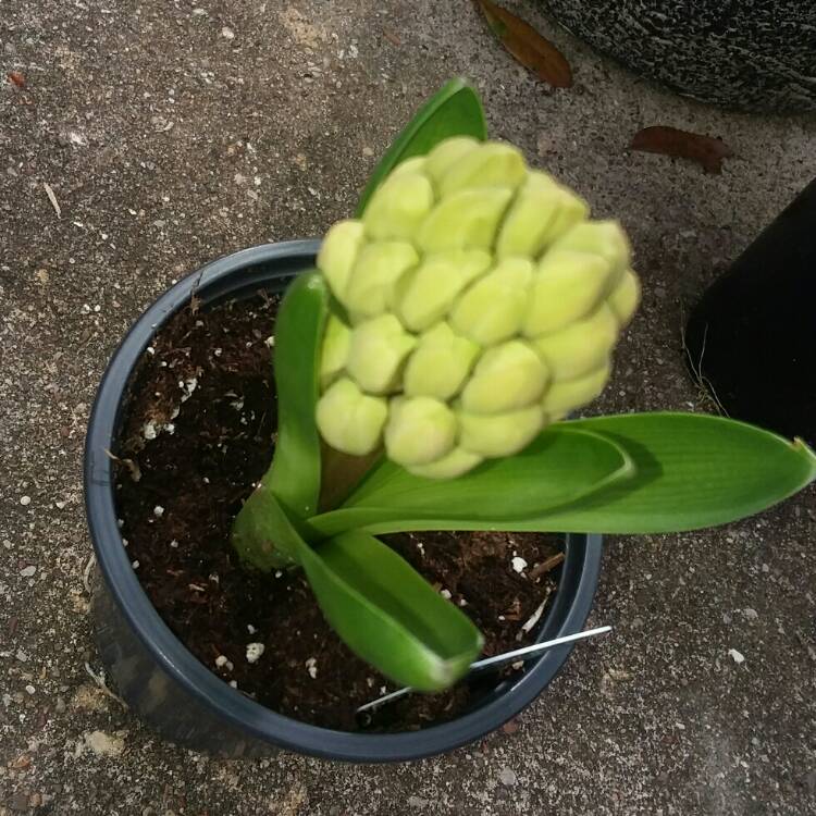plant image 940411