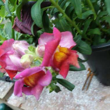 Antirrhinum