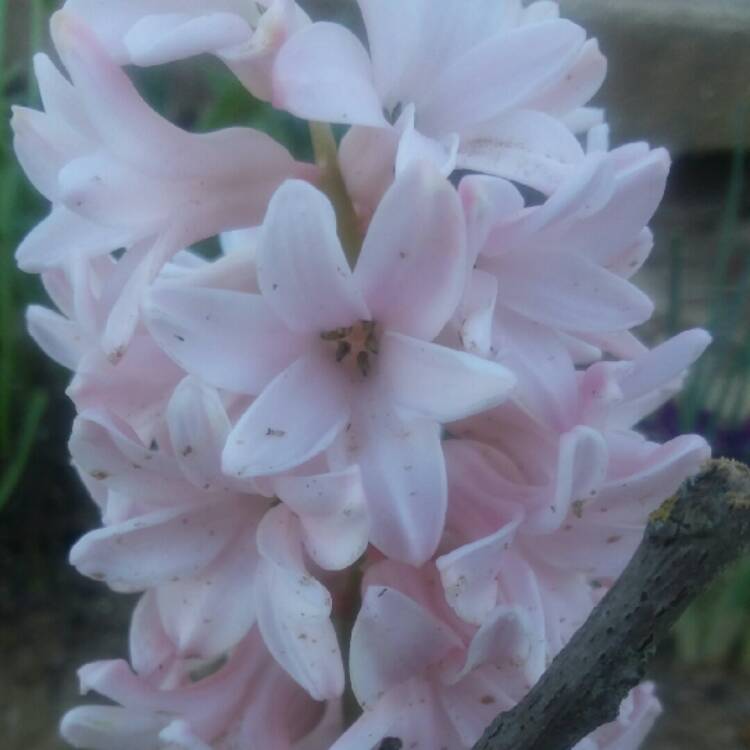 plant image 948103