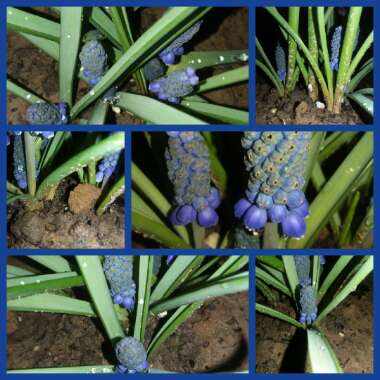 Pseudomuscari azureum syn. Muscari Azureum