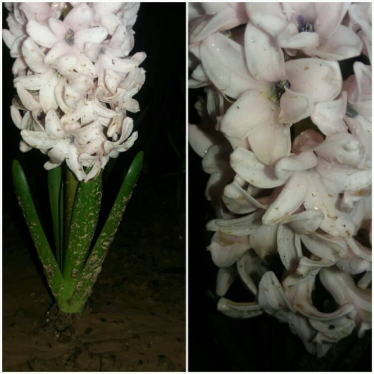 plant image 955111
