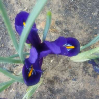 Iris 'Joyce' syn. Iris reticulata 'Joyce'