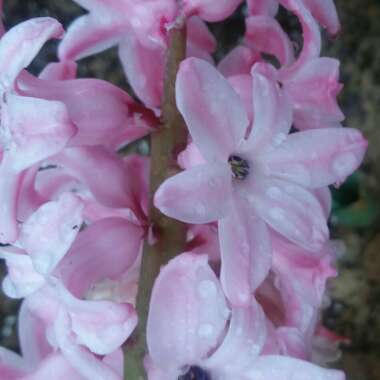 Hyacinthus orientalis 'Pink Pearl'