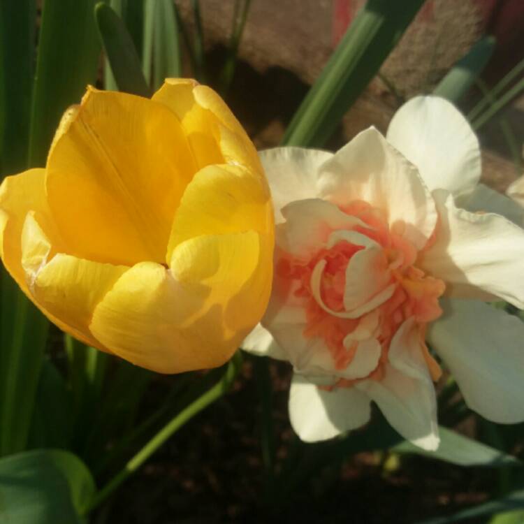Plant image Tulipa 'Kikomachi'
