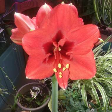 Hippeastrum 'Ferrari'