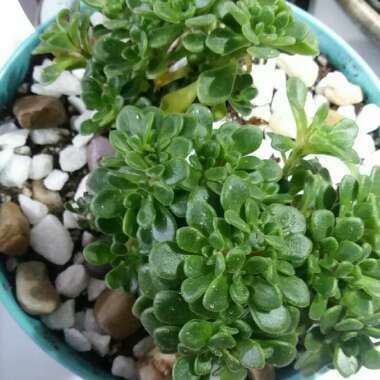 Aeonium Lindleyi var. Viscatum
