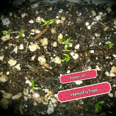 Dionaea muscipula