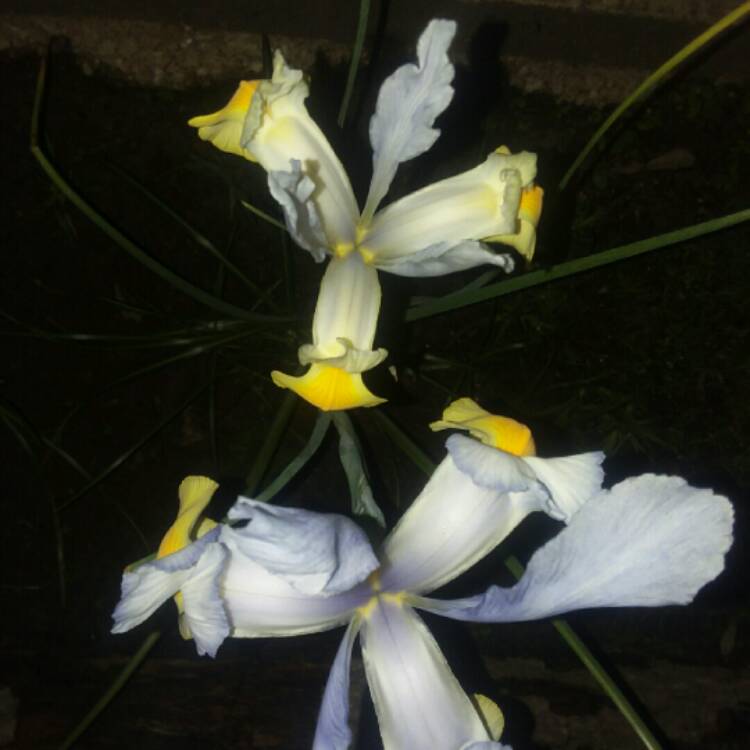 Plant image Iris x hollandica 'Apollo'