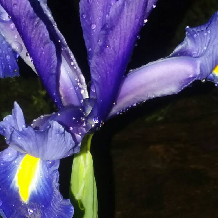 Plant image Iris x hollandica 'Sapphire Beauty'