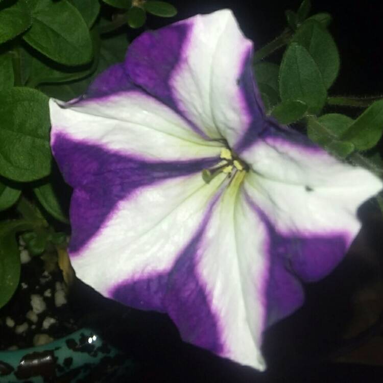 Plant image Petunia 'Ultra Blue Star'