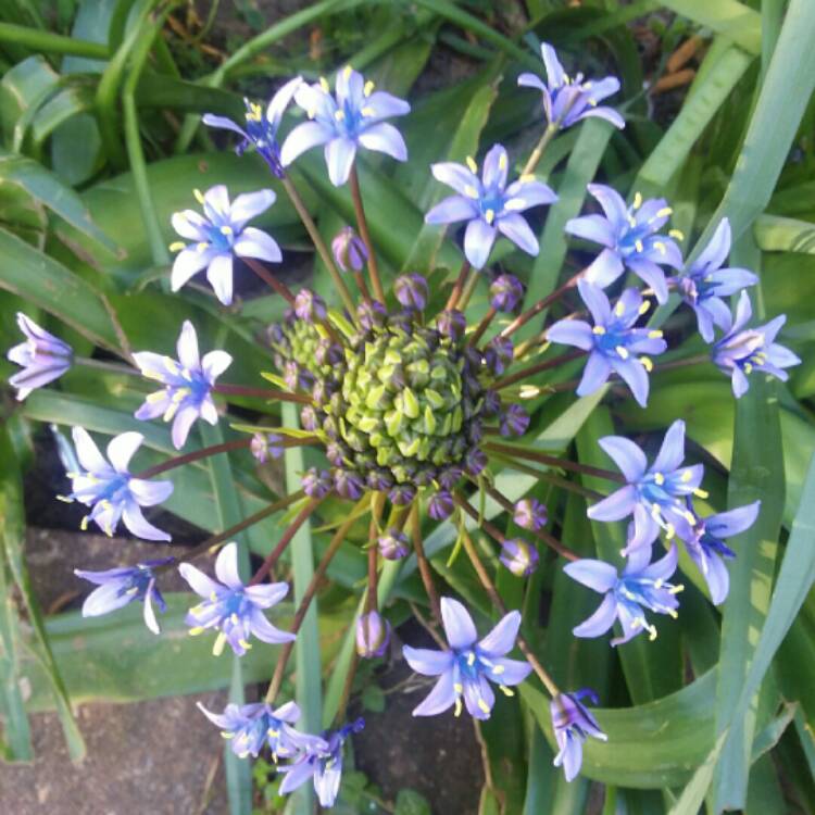 Plant image Scilla peruviana