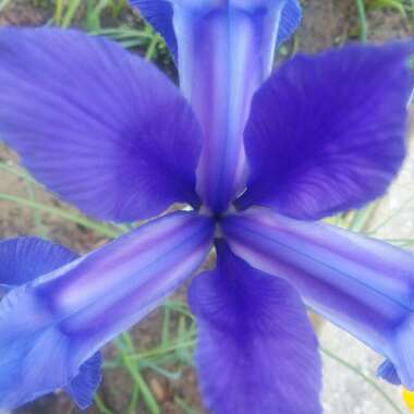 Iris x hollandica 'Sapphire Beauty'