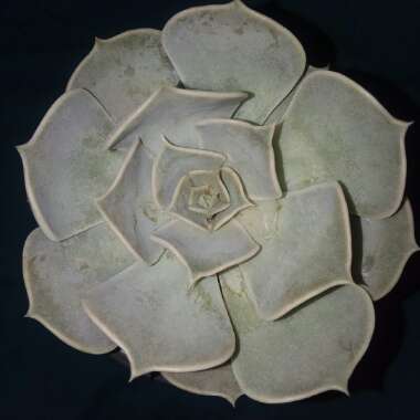 Echeveria Lilacina