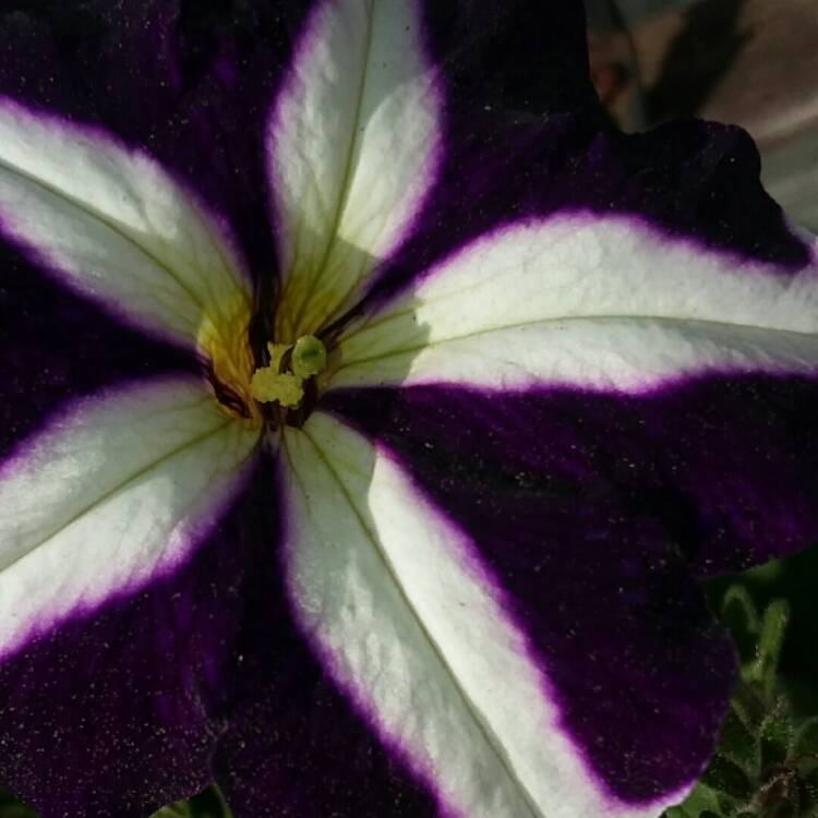 Plant image Petunia 'Ultra Blue Star'