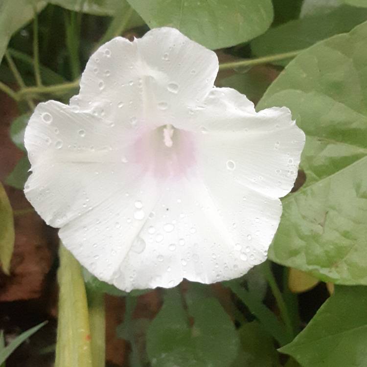 plant image 1312070