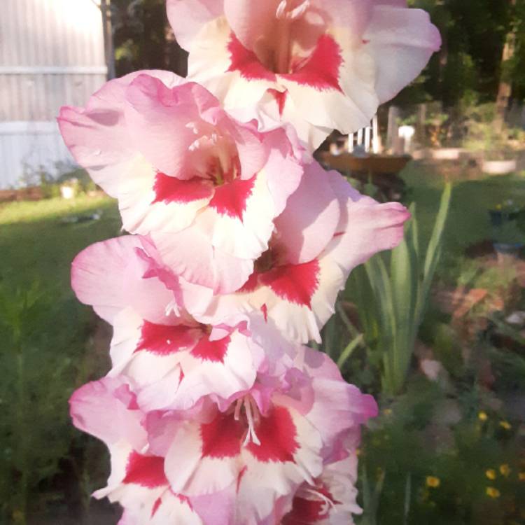 Plant image Gladiolus 'Wine And Roses'