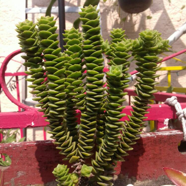 plant image 242157