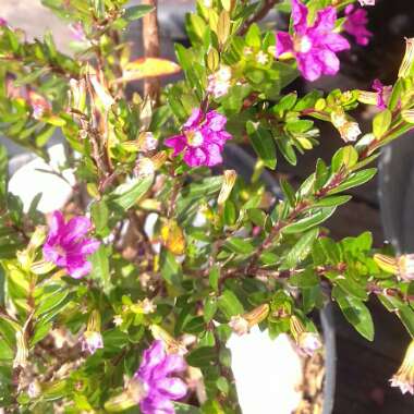 Cuphea hyssopifolia 'Allyson'