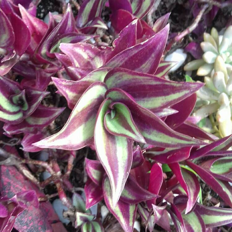 plant image 258641