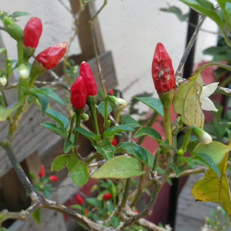 plant image 258732