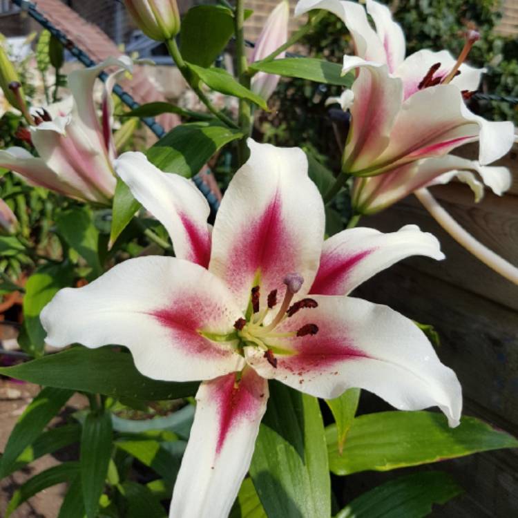 plant image 507256
