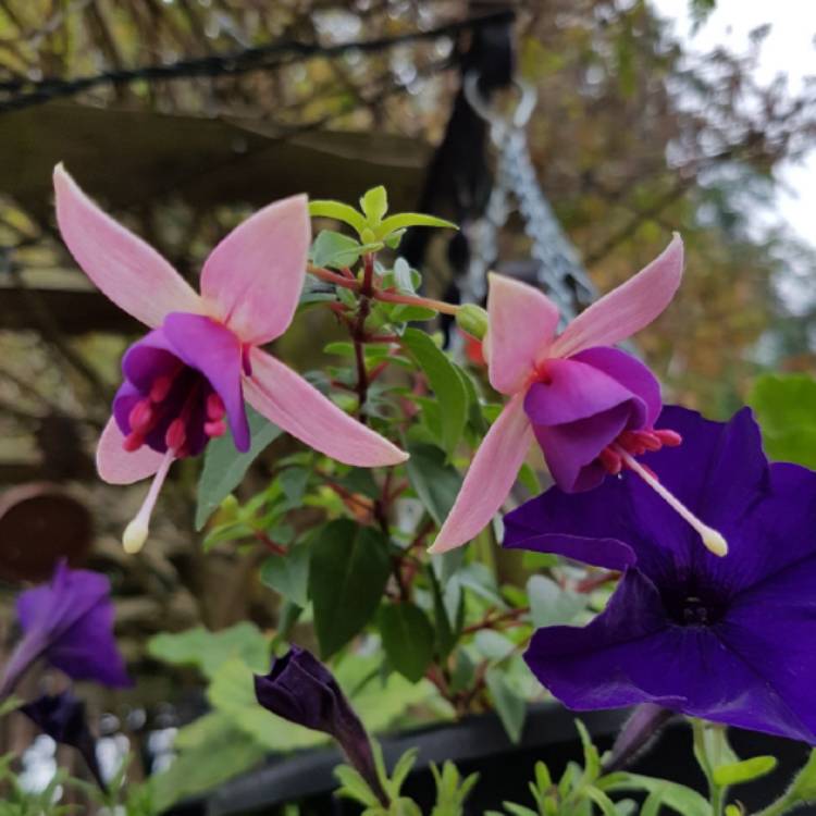 Plant image Fuchsia 'La Campanella'