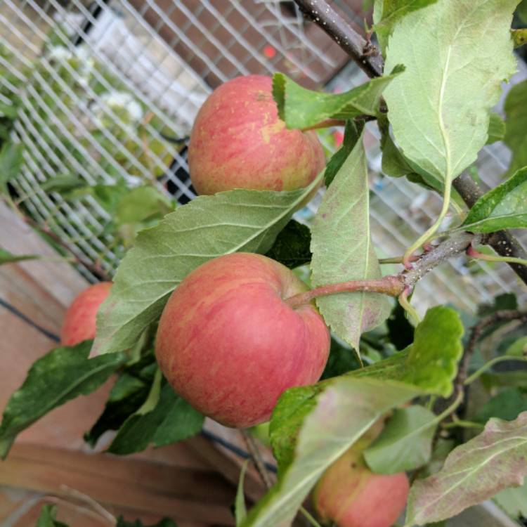 Plant image Malus domestica 'Discovery'
