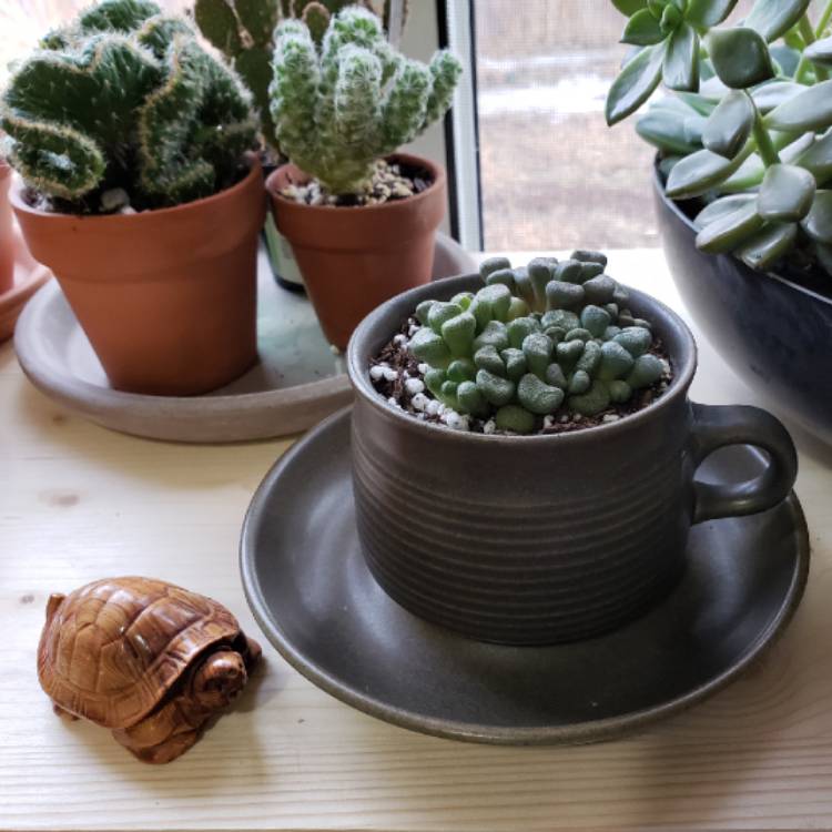 Plant image Aloinopsis schooneesii
