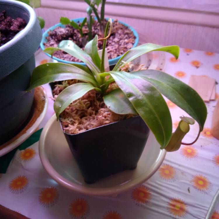 Plant image Nepenthes