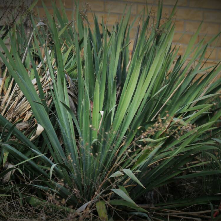 plant image 341532