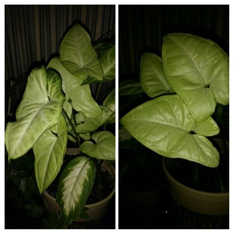plant image 344688