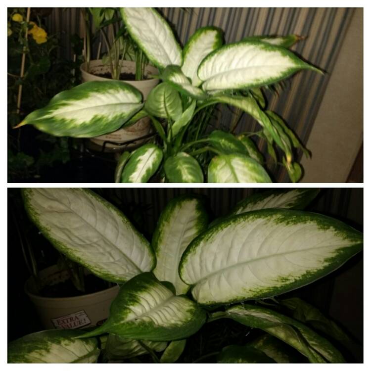 plant image 344690