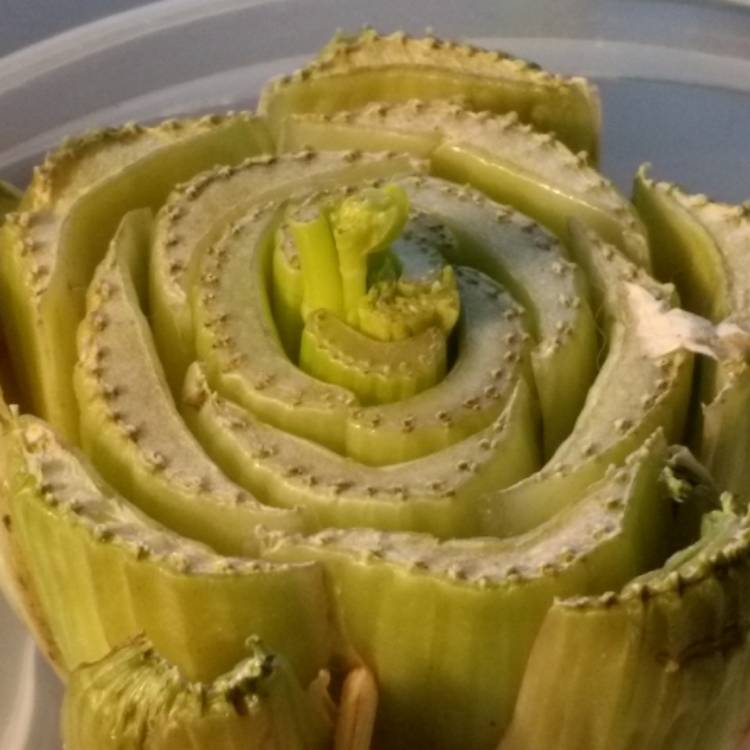 plant image 605114