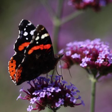 Verbena bonariensis