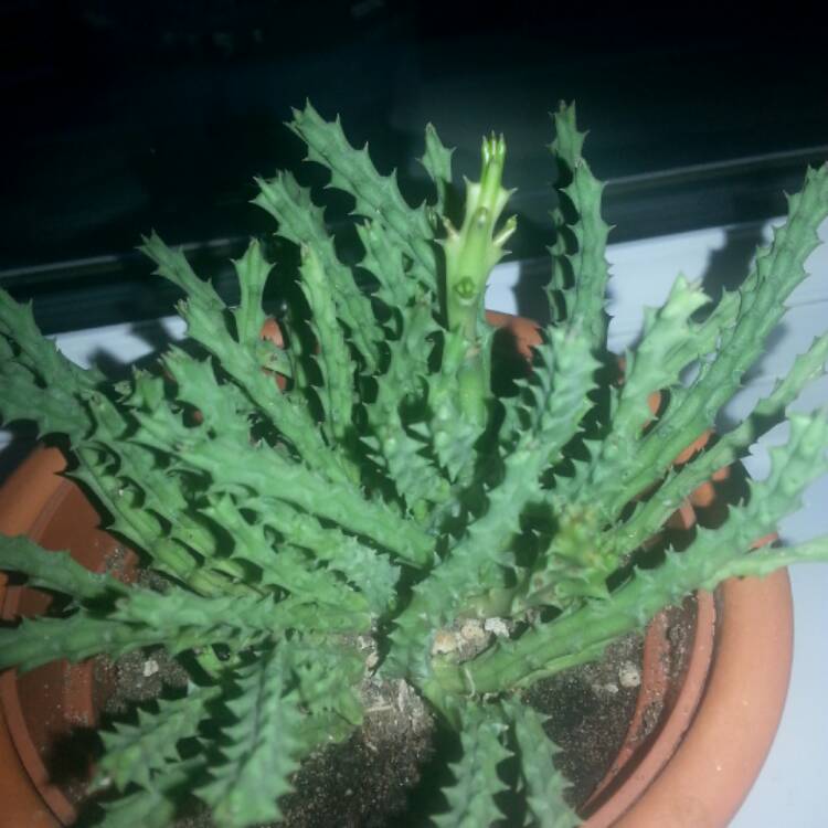 plant image 367741