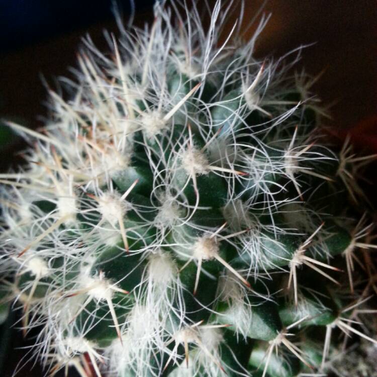 Plant image Mammillaria karwinskiana 'Nejapensis'
