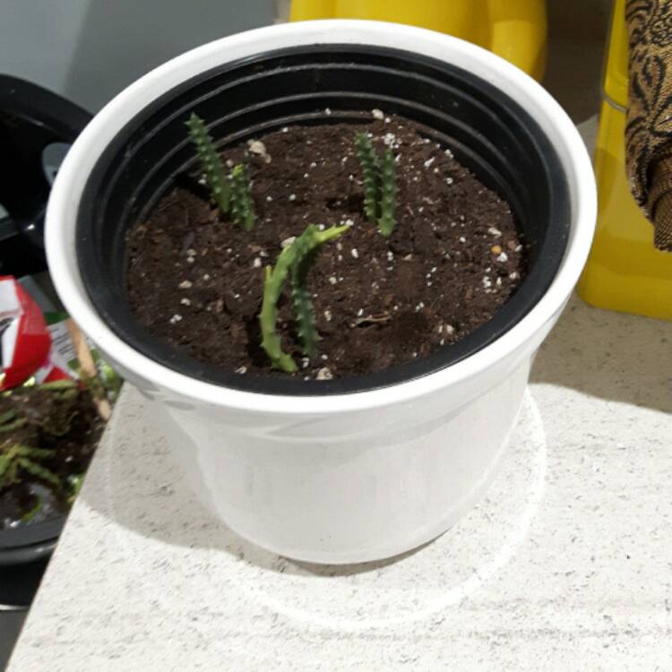 plant image 618853