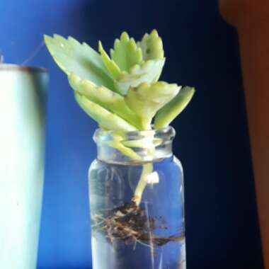 Mother of Thousands