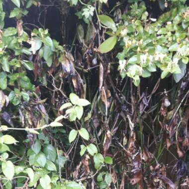 Kate's garden